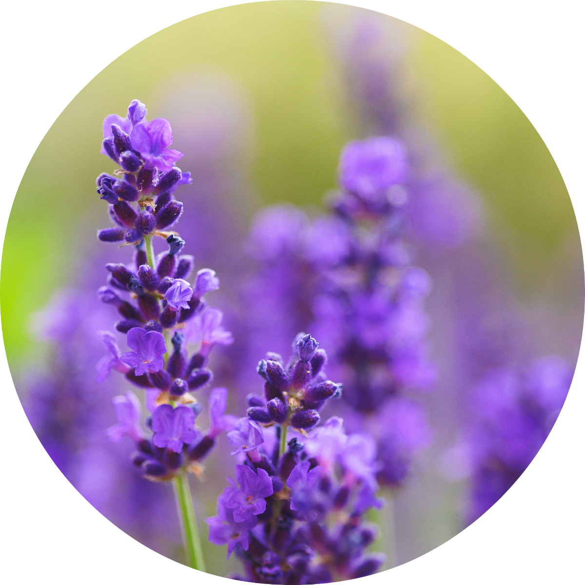Lavender - Absolute
