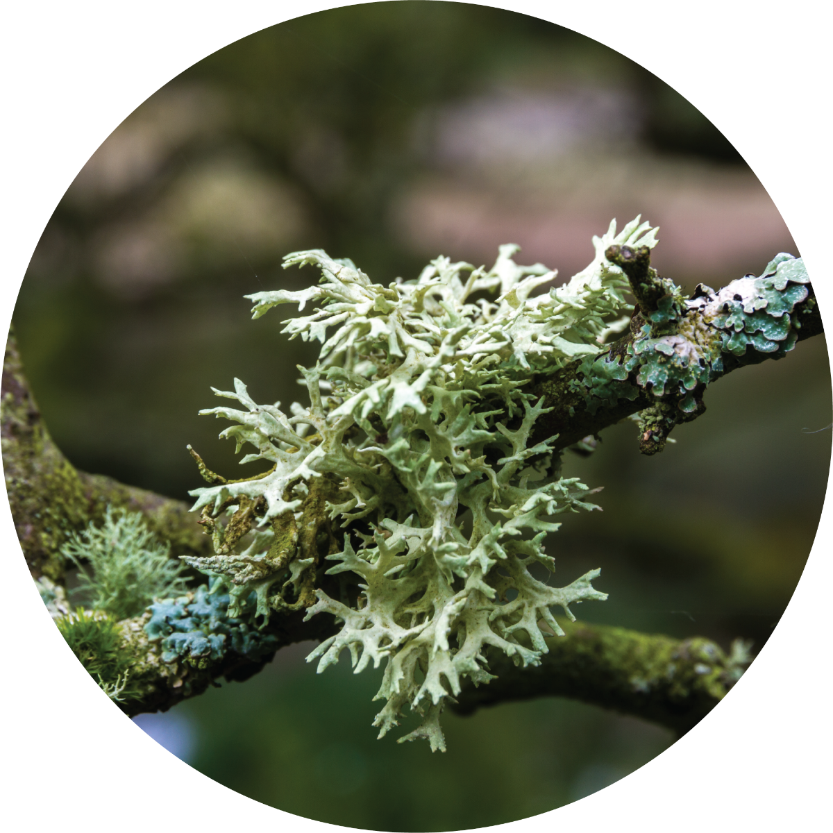 Oakmoss - Absolute