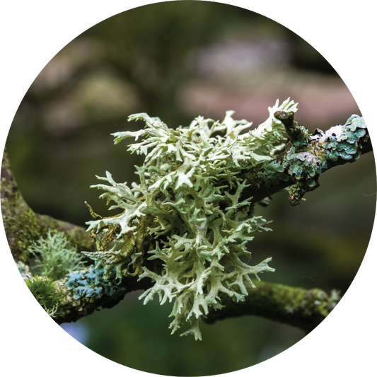 Oakmoss - Absolute