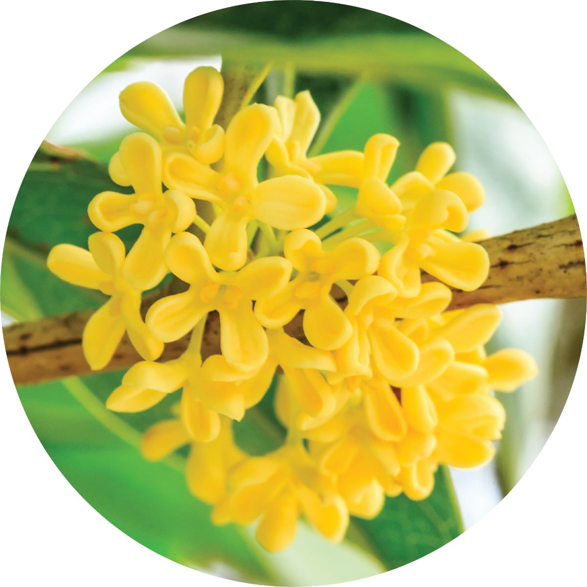 Osmanthus - Absolute