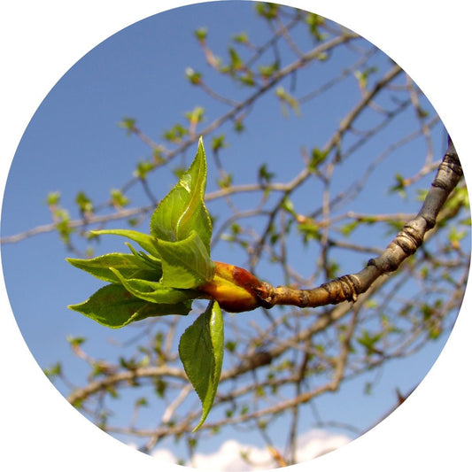 Poplar Bud - Absolute