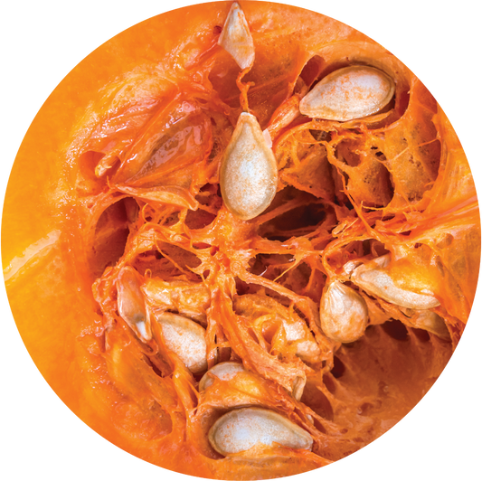 Pumpkin Seed - Carrier Oil