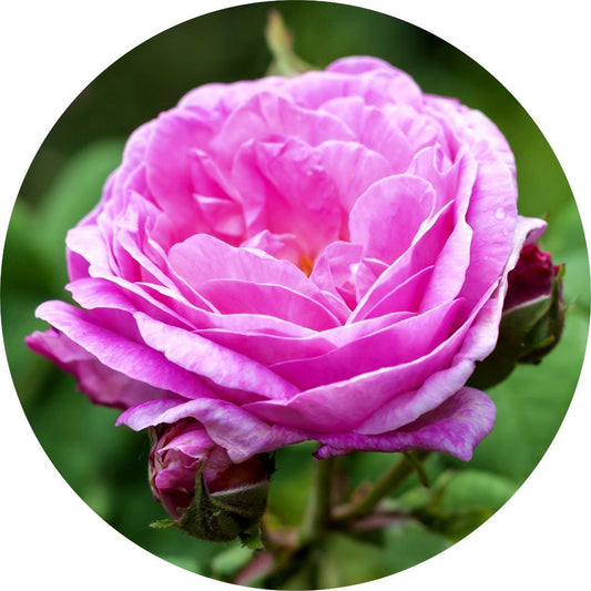 Rose de Mai - Absolute