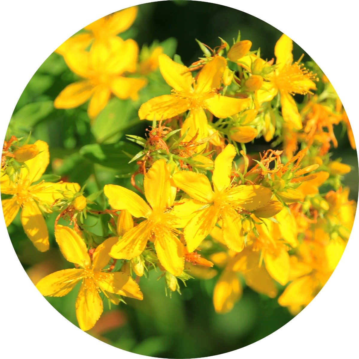 Saint Johnswort - Carrier Oil