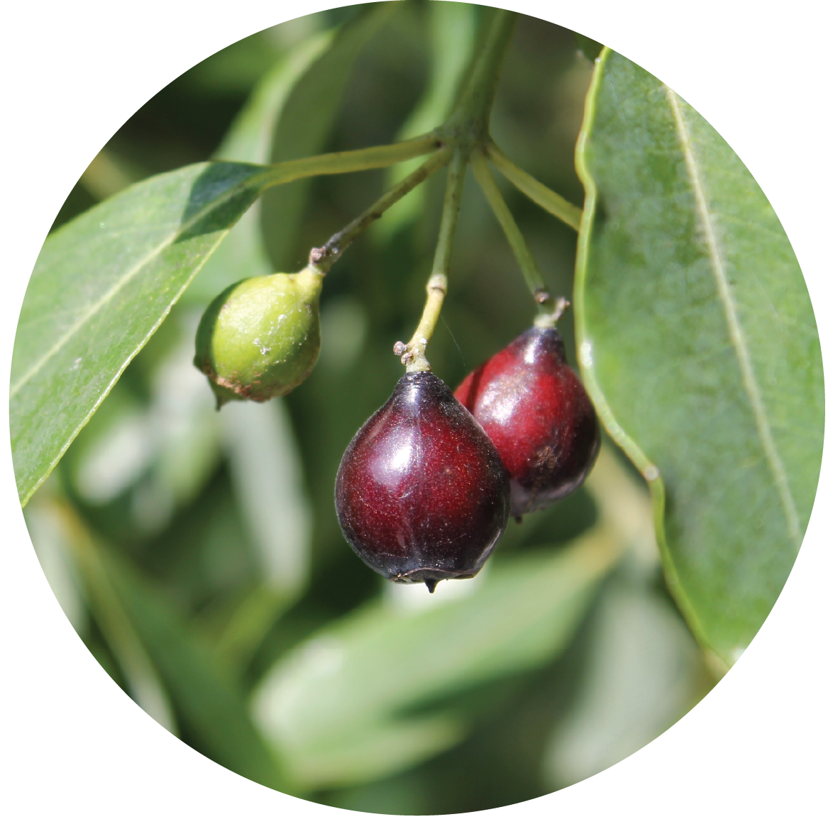 Sandalwood Nut - Carrier Oil