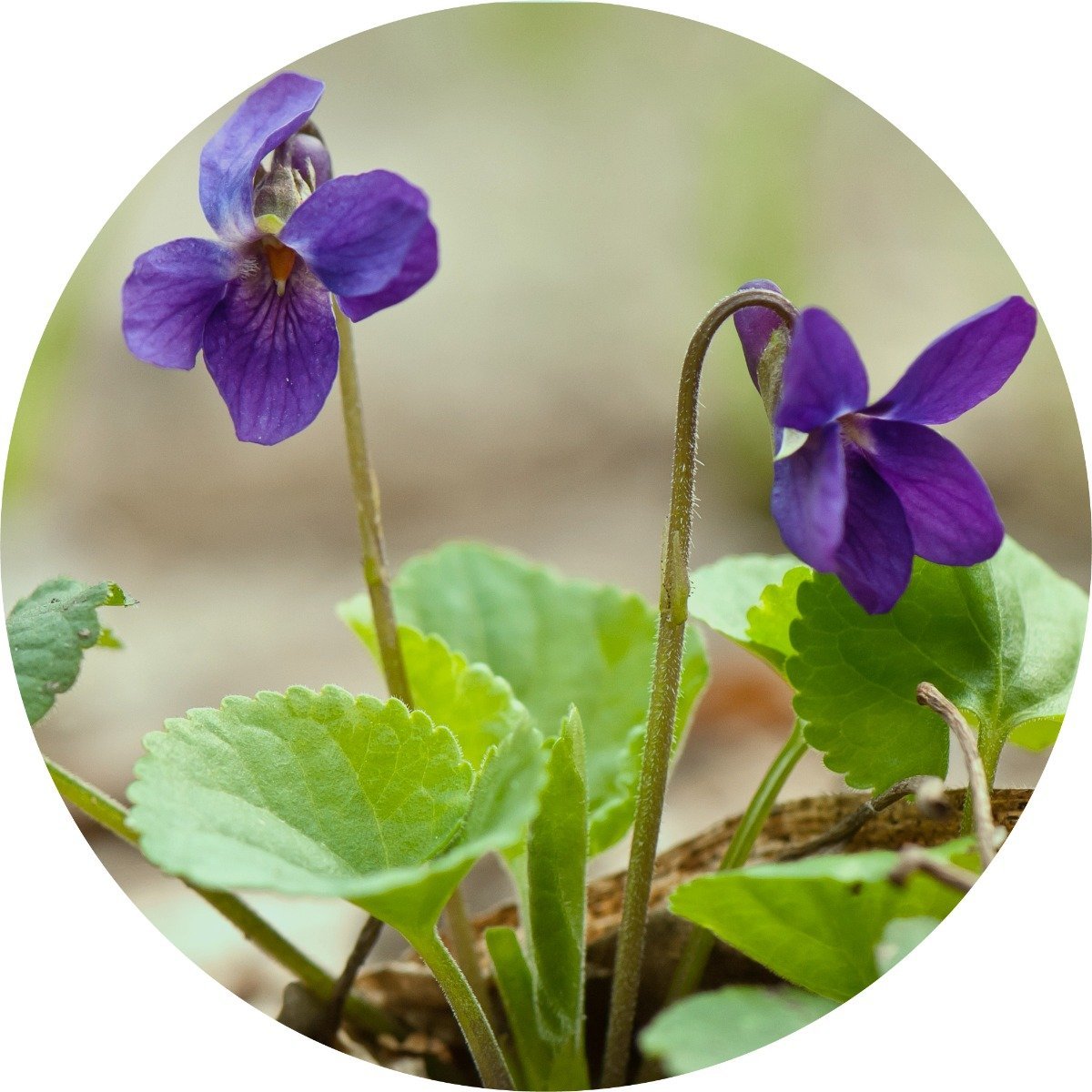 Violet Leaf - Absolute